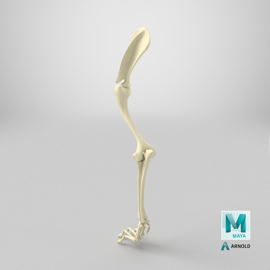 3D Anatomical Skeleton Left Forelimb of Dog model https://p.turbosquid.com/ts-thumb/nt/eupHv3/27/stemcell_maya_arnold_render/png/1745737162/1920x1080/fit_q87/f9fc8376178dbc90429474092051fd5038de72f8/stemcell_maya_arnold_render.jpg