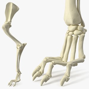 3D Anatomical Skeleton Left Forelimb of Dog model