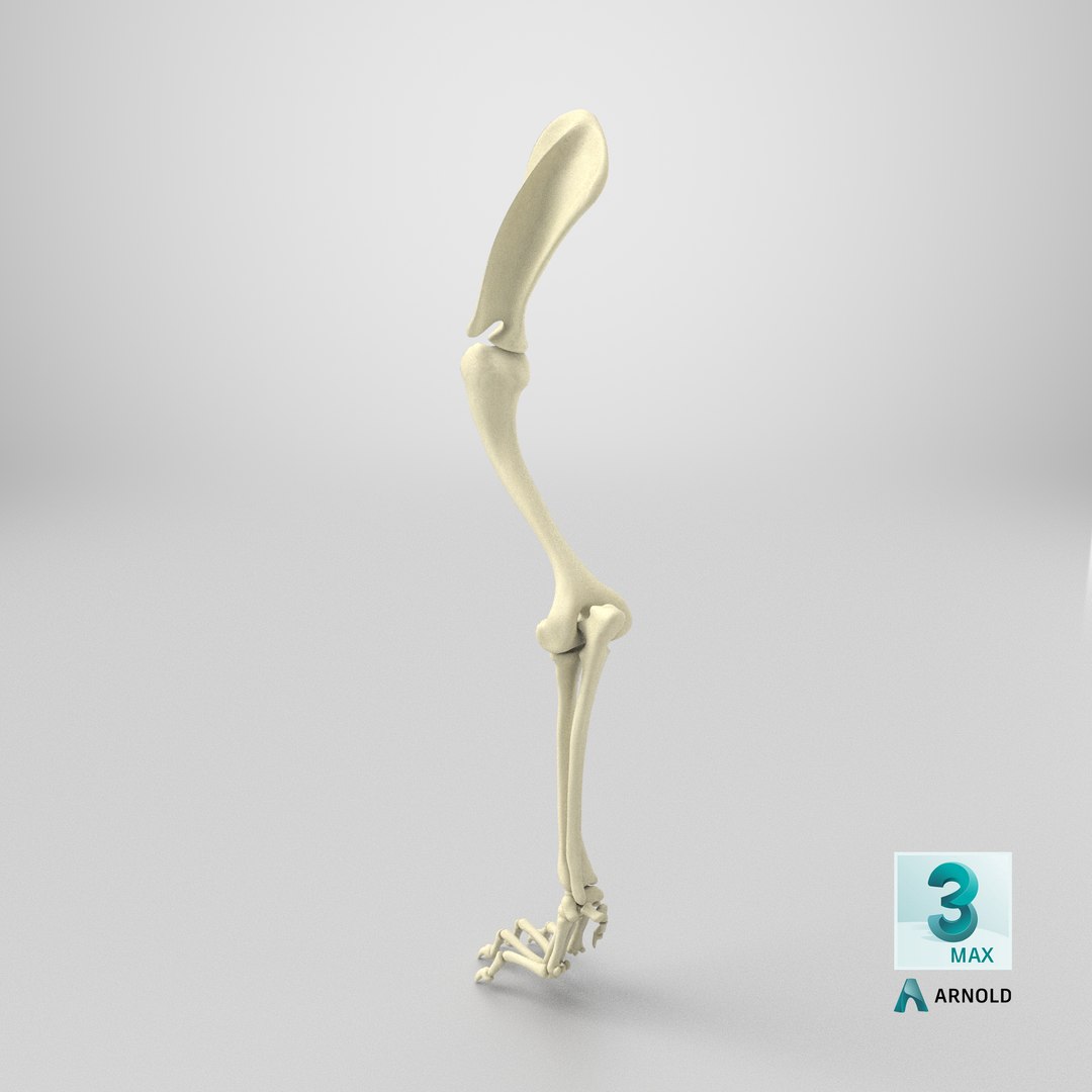 3D Anatomical Skeleton Left Forelimb of Dog model https://p.turbosquid.com/ts-thumb/nt/eupHv3/Nd/stemcell_max_arnold_render/png/1745737169/1920x1080/fit_q87/a54a26569f83029c5190108fbb8a9d6d37c437f1/stemcell_max_arnold_render.jpg