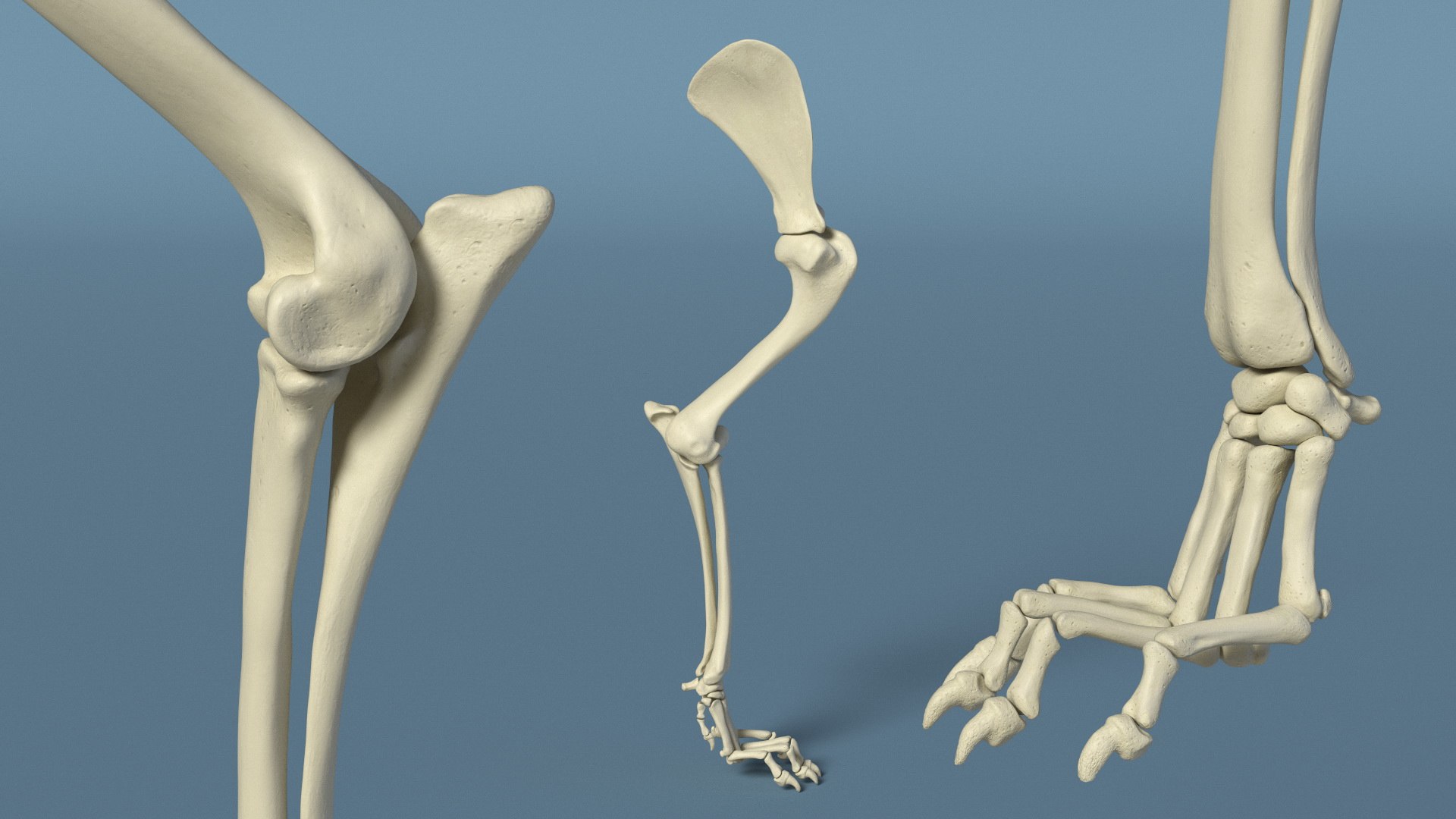 3D Anatomical Skeleton Left Forelimb of Dog model https://p.turbosquid.com/ts-thumb/nt/eupHv3/af/anatomical_skeleton_left_forelimb_of_dog_005/jpg/1744475113/1920x1080/fit_q87/00c250565b6e5d4d8bc7b708df5a89a0941efd7f/anatomical_skeleton_left_forelimb_of_dog_005.jpg