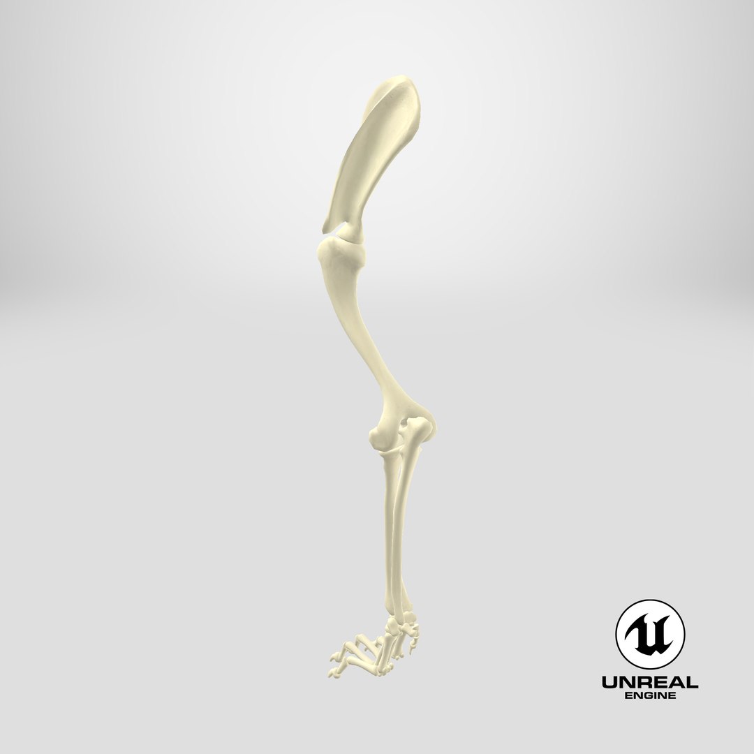 3D Anatomical Skeleton Left Forelimb of Dog model https://p.turbosquid.com/ts-thumb/nt/eupHv3/ft/stemcell_unreal_render/png/1745737170/1920x1080/fit_q87/b33e303b68e6c9a992f3f902628dcda395165029/stemcell_unreal_render.jpg