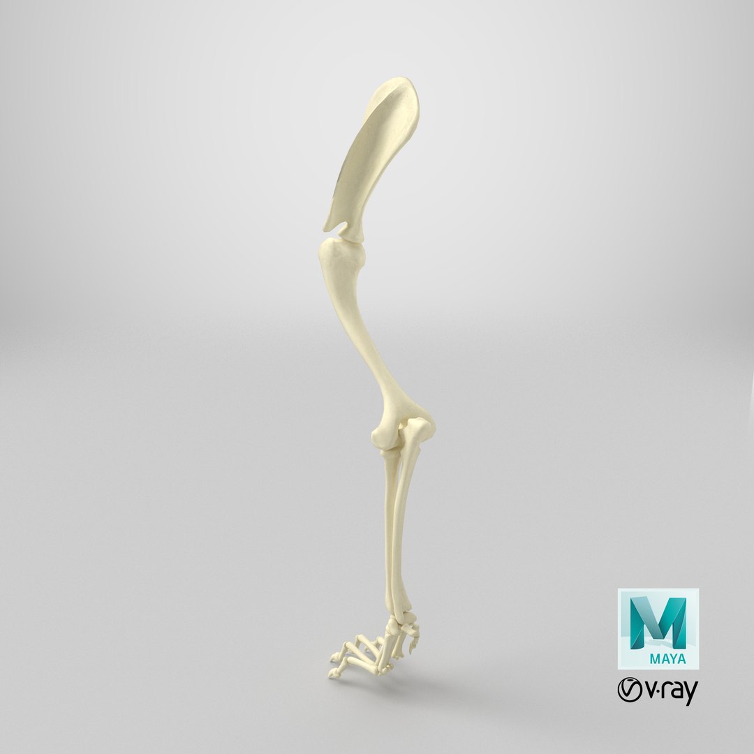 3D Anatomical Skeleton Left Forelimb of Dog model https://p.turbosquid.com/ts-thumb/nt/eupHv3/ic/stemcell_maya_vray_render/png/1745737163/1920x1080/fit_q87/4f5283ce9ba8b13bbbf05923dca74a1a02b68209/stemcell_maya_vray_render.jpg