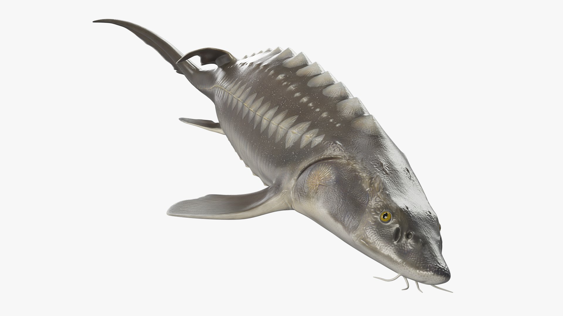 3D White Sturgeon Resting Pose https://p.turbosquid.com/ts-thumb/nt/kNCT4q/Bb/white_sturgeon_resting_pose_002/jpg/1756235038/1920x1080/fit_q87/02e358fbb5d11452ebba20910fbcc64b0035a41c/white_sturgeon_resting_pose_002.jpg