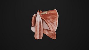 Human Anatomy-Cardiovascular System-Shouder Arteries 3D model