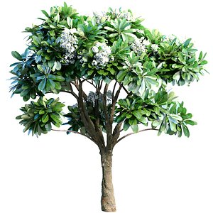 Outdoor Decorative Flowering Garden street Plant Tree Shrub