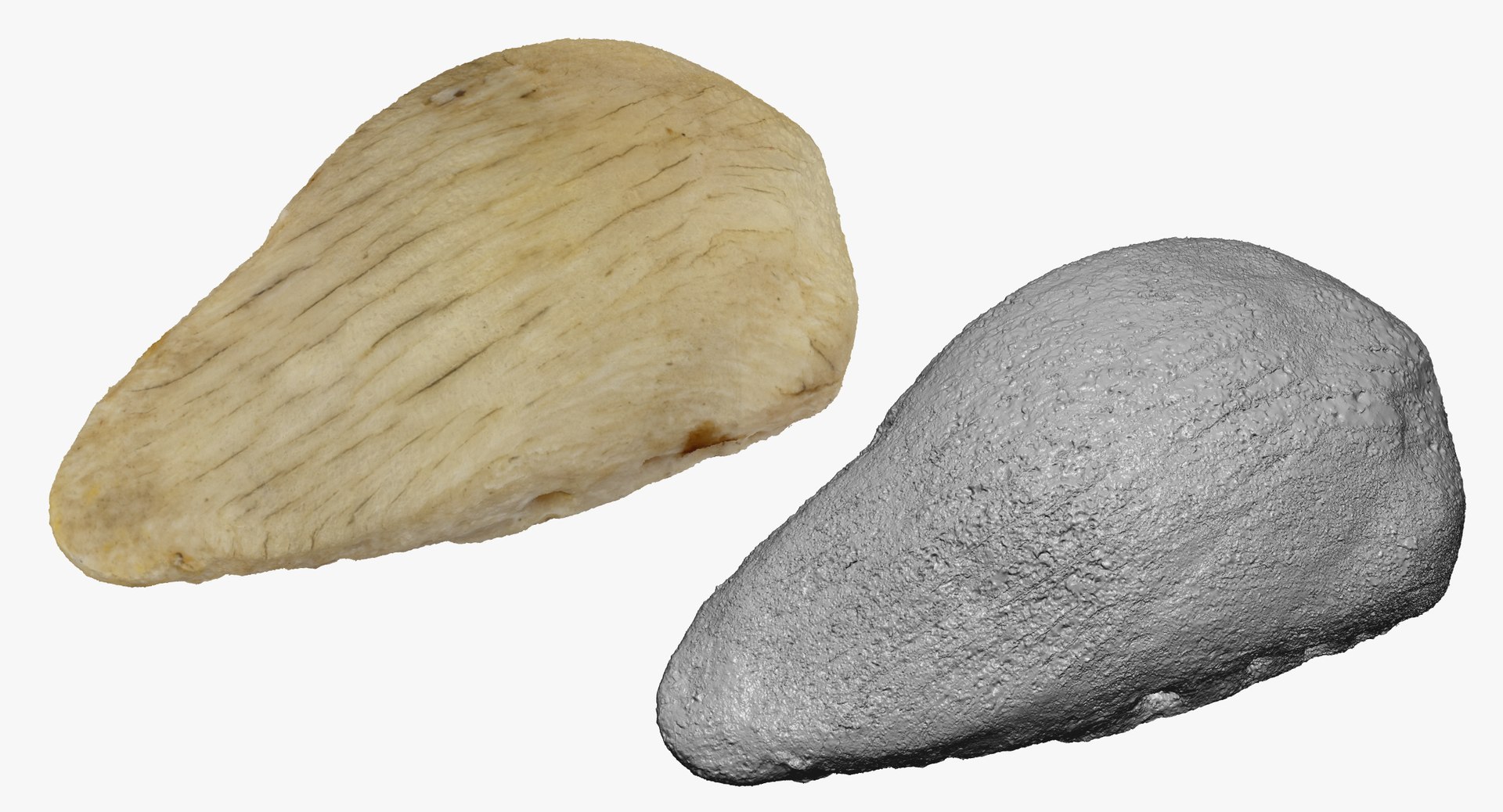 domestic cat patella kneecap model https://p.turbosquid.com/ts-thumb/nu/4K34zW/mJPsPlrY/domestic_cat_patella_kneecap_bone_01_thumbnail_03/jpg/1592224246/1920x1080/fit_q87/aafd5a2a91c389db27b5de4cd5adcbbaa71dfaf8/domestic_cat_patella_kneecap_bone_01_thumbnail_03.jpg