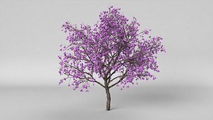 jacaranda summer hight poly