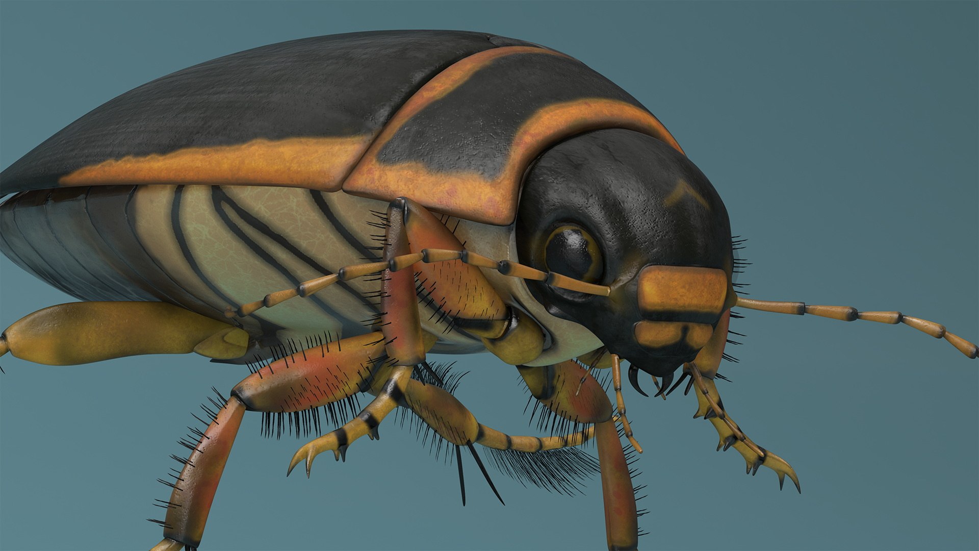 3D Aquatic Beetle Brown Realistic Floating - TurboSquid 2248782
