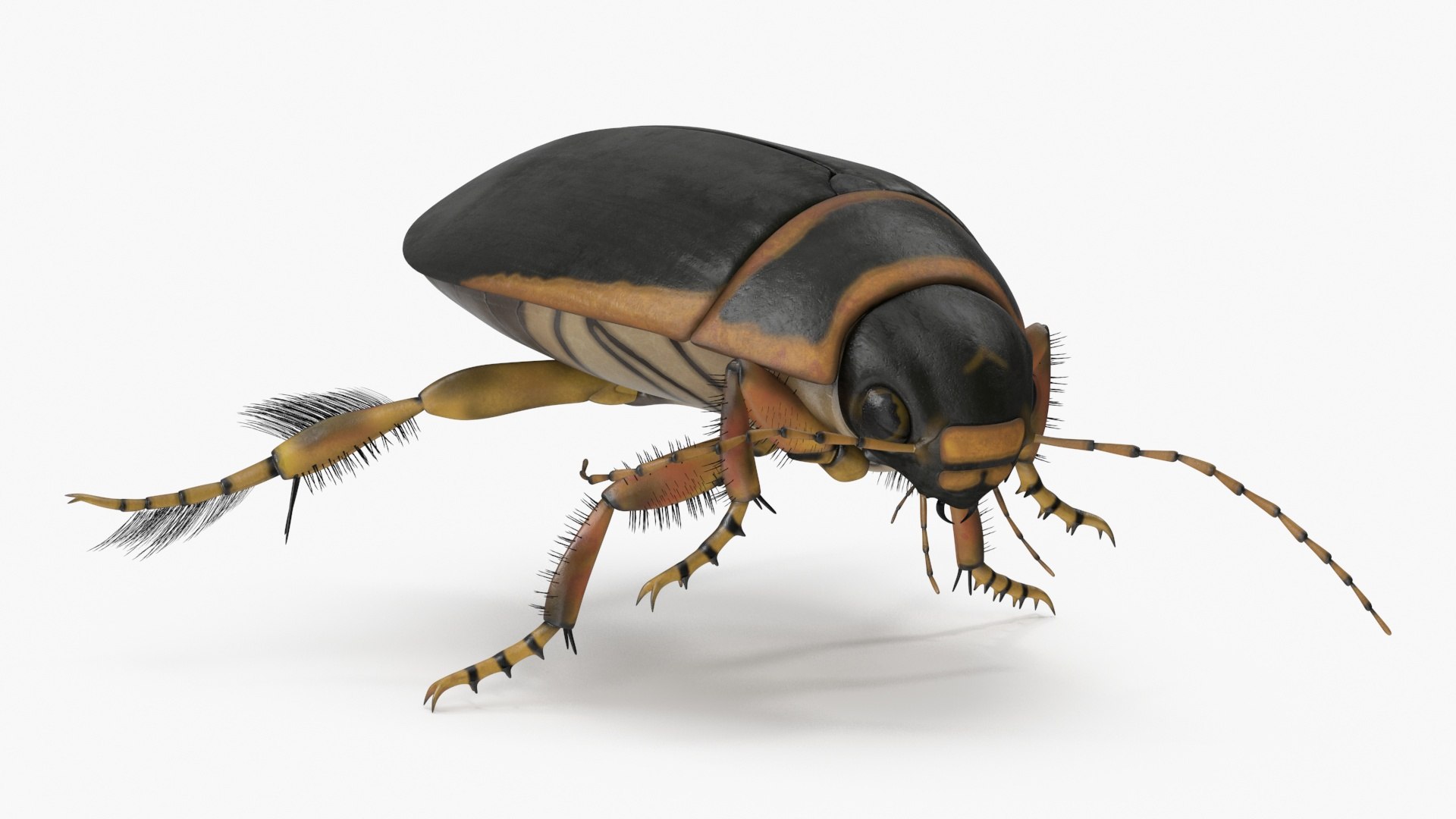 3D Aquatic Beetle Brown Realistic Floating - TurboSquid 2248782