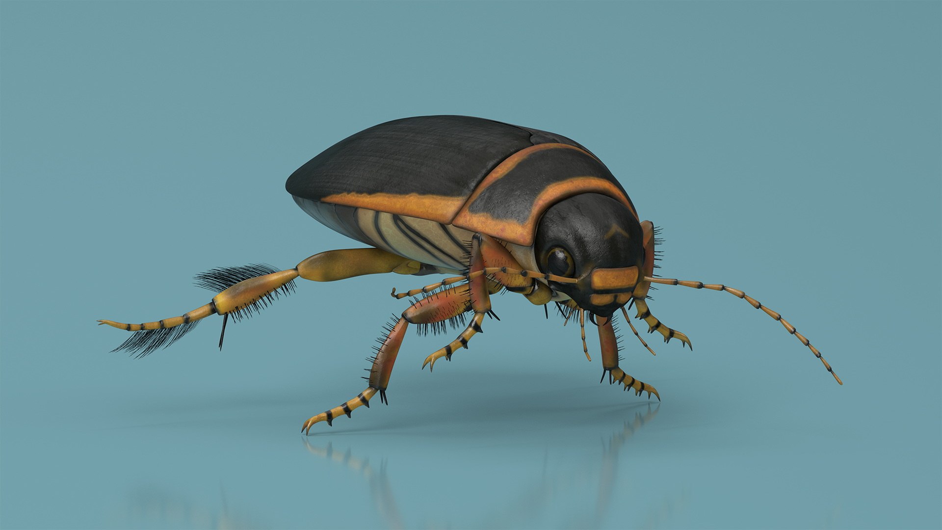3D Aquatic Beetle Brown Realistic Floating - TurboSquid 2248782
