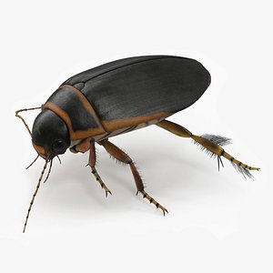 3D Aquatic Beetle Brown Realistic Floating