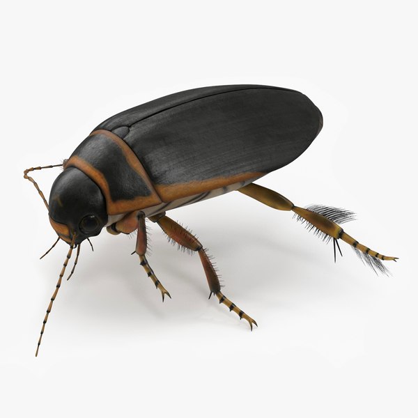 3D Aquatic Beetle Brown Realistic Floating