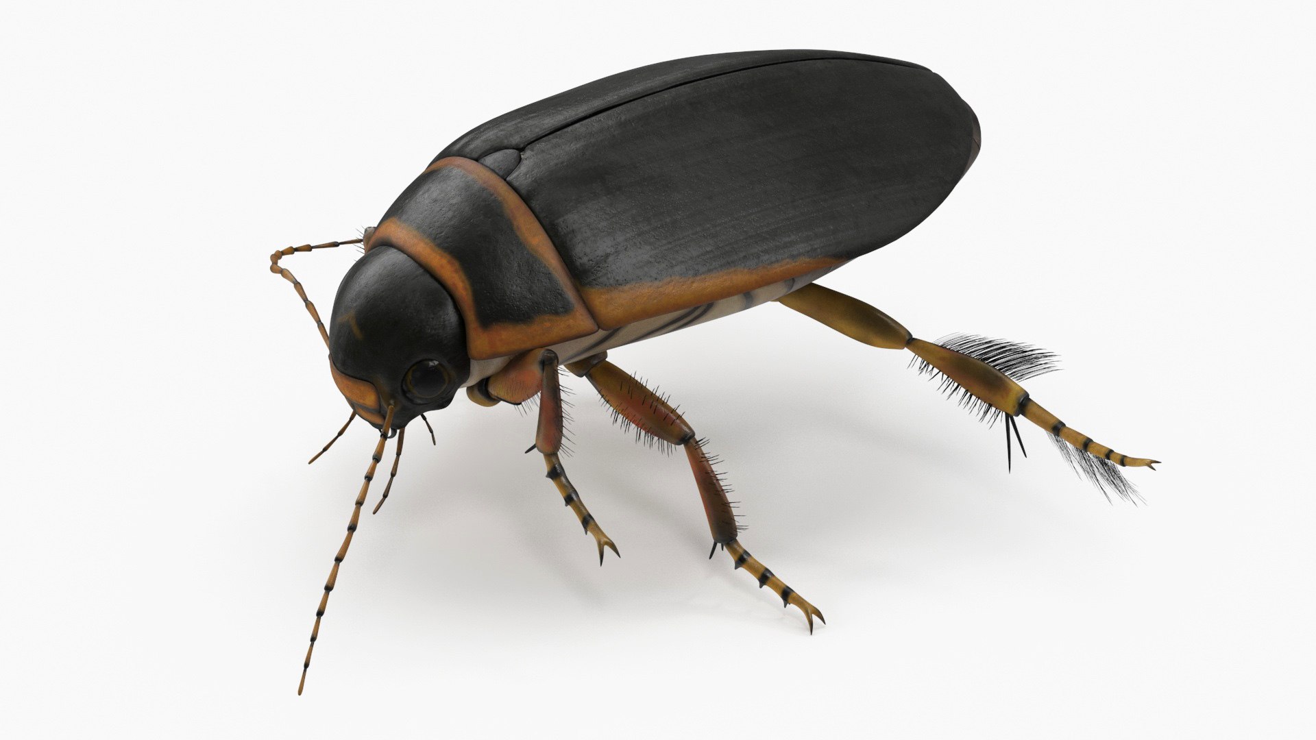 Aquatic Beetle Brown Realistic Floating 3D model preview