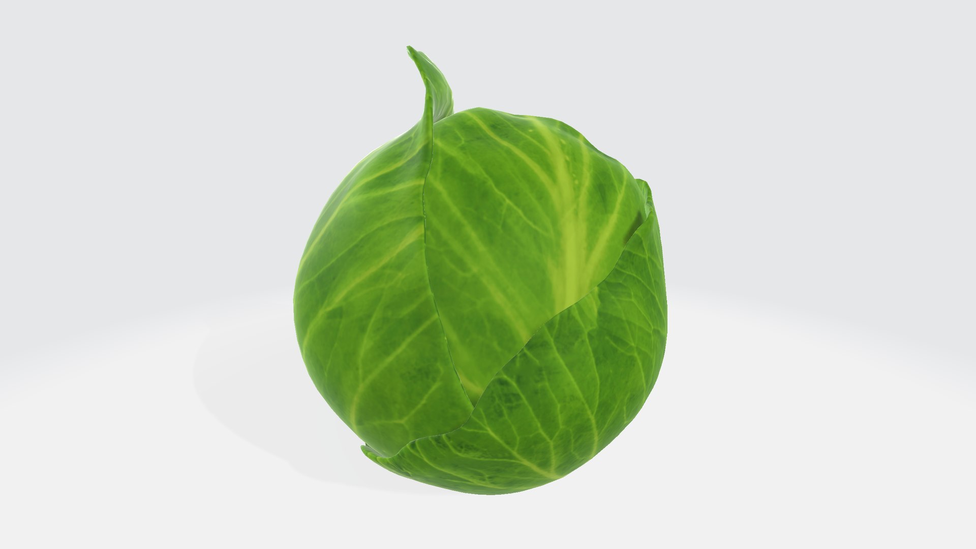 Cabbage 3D Model - TurboSquid 2344263