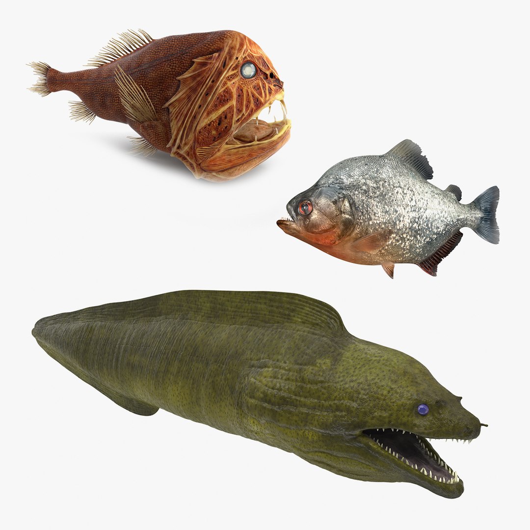 Danger Fishes Collection 3D model preview