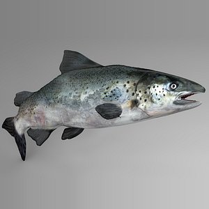 3D salmon rigged l741 animate model