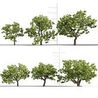 Caryocar brasiliense - Standard translation 3D model