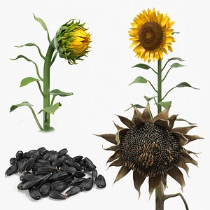Life Cycle of Sunflower Collection