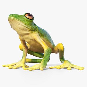 3D Tree Frog Rigged for Blender Animated Set