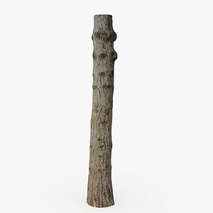 Pine trunk 3d scan 3D model