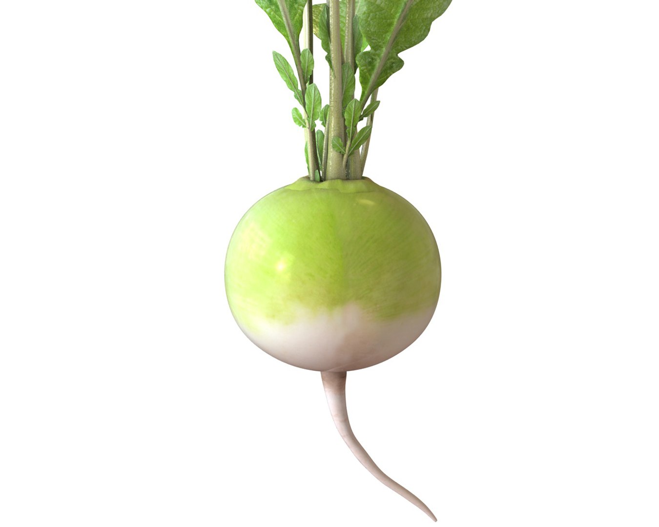 Radish 3D Model - TurboSquid 1544598