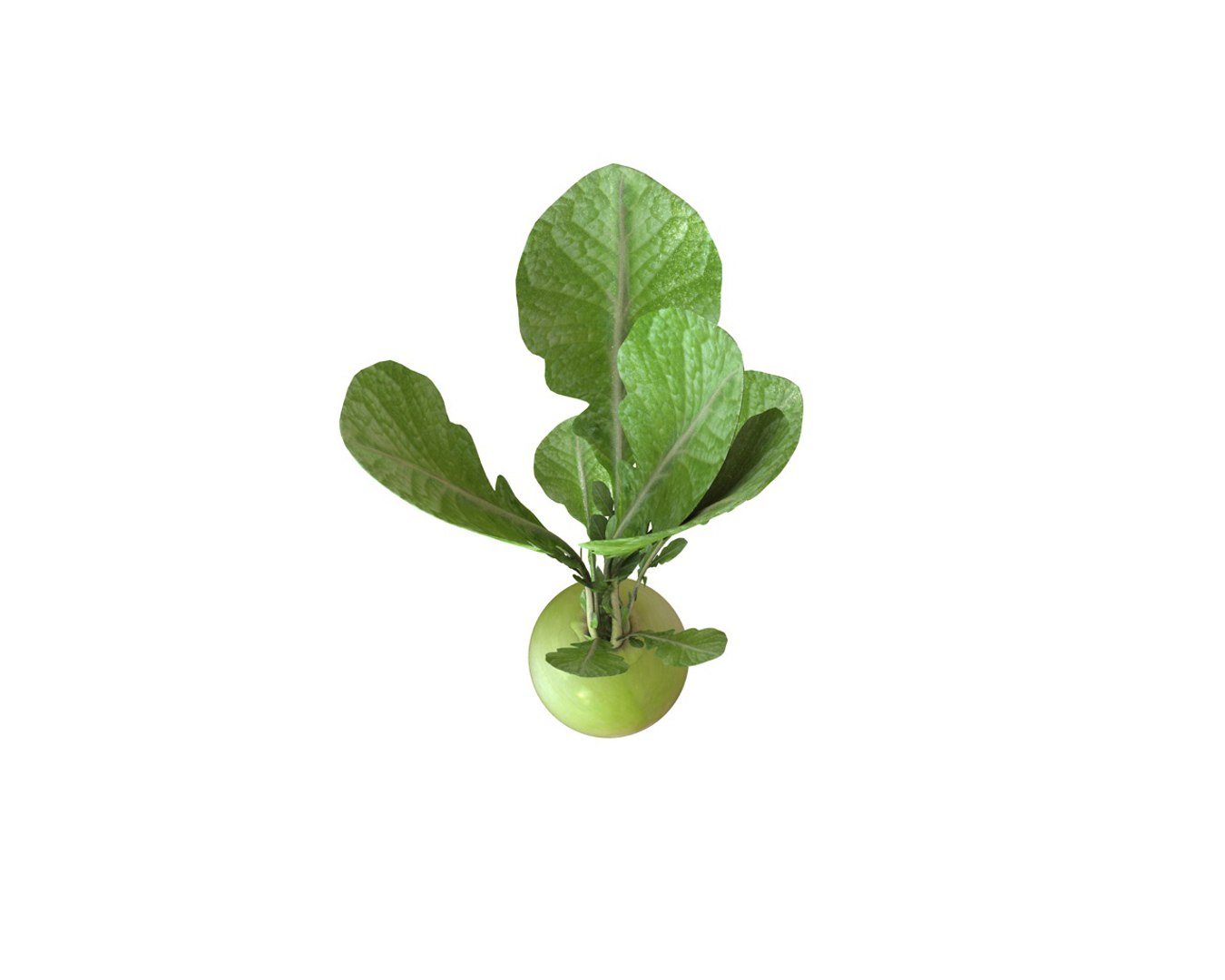 Radish 3D Model - TurboSquid 1544598