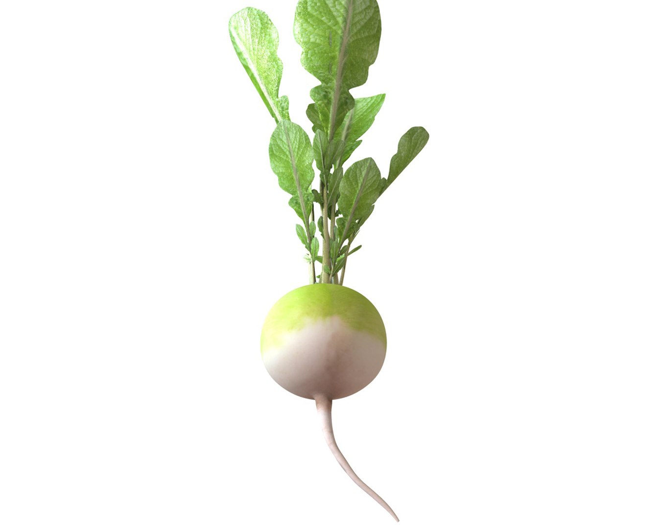 Radish 3D Model - TurboSquid 1544598