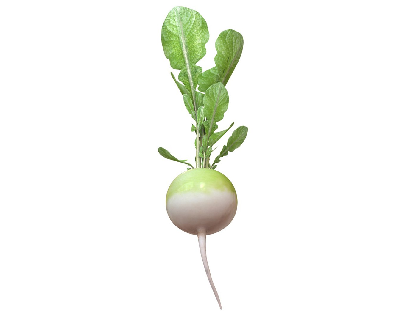 Radish 3D Model - TurboSquid 1544598
