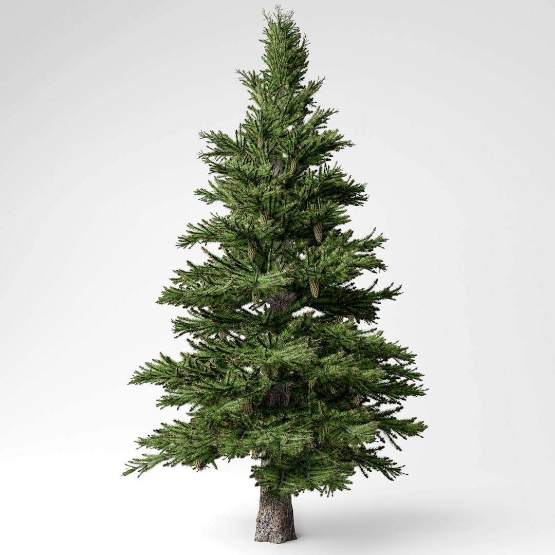 3D spruce tree model https://p.turbosquid.com/ts-thumb/nv/N8lPcA/5qT6y0FF/1/jpg/1573749327/1920x1080/fit_q87/15644e8d6d8ba97f909ceffd4b8d59ce8b0266d0/1.jpg