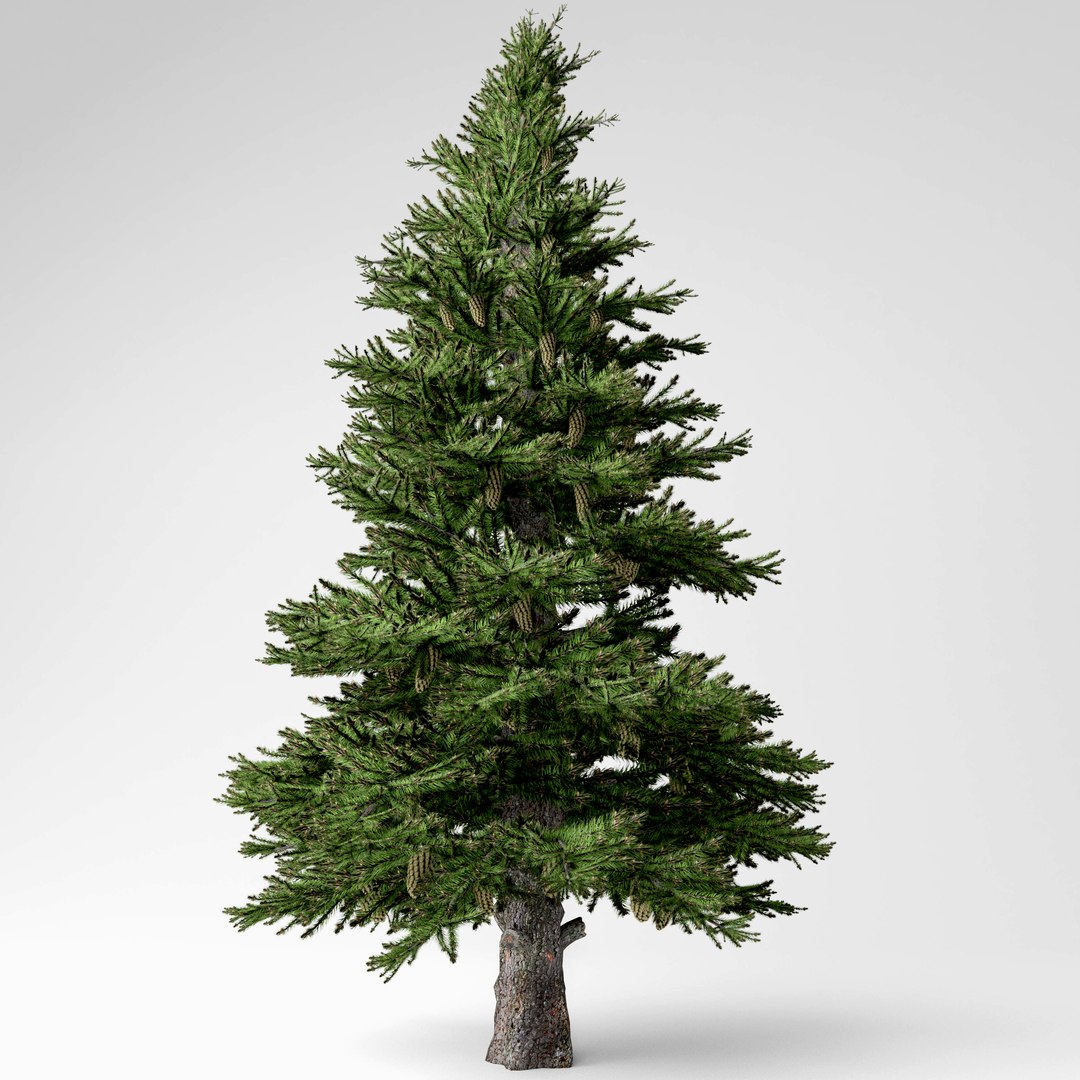 3D spruce tree model https://p.turbosquid.com/ts-thumb/nv/N8lPcA/kqTwleyb/3/jpg/1573749248/1920x1080/fit_q87/95164d2ffcd20a4217b80e307894efb56a7d2e0d/3.jpg