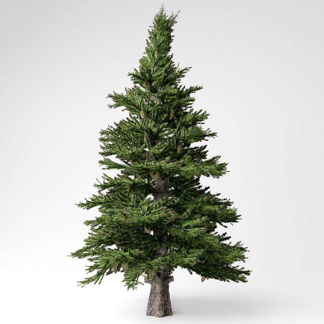 3D Spruce Tree Model - TurboSquid 1471541
