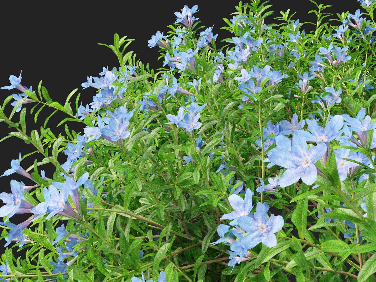 HighpolyLowPoly lithodora diffusa - Gromwell 3D https://p.turbosquid.com/ts-thumb/nv/P1VTtE/0I/lithodoradiffusa0110/jpg/1738763523/1920x1080/fit_q87/992e00b6d9697b5adc923342c3a12b0f6a39b85b/lithodoradiffusa0110.jpg