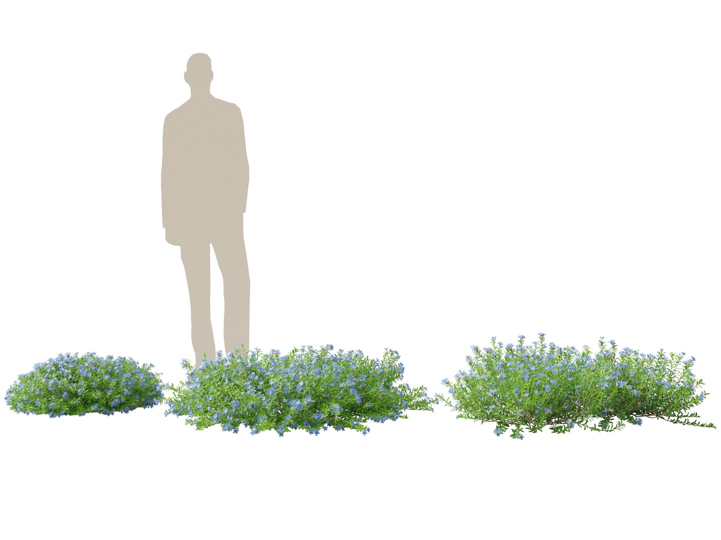 HighpolyLowPoly lithodora diffusa - Gromwell 3D https://p.turbosquid.com/ts-thumb/nv/P1VTtE/cg/lithodoradiffusa015/jpg/1738763516/1920x1080/fit_q87/906be2233da2fd7ce0972ef3d1f0ea8eb3d8904e/lithodoradiffusa015.jpg