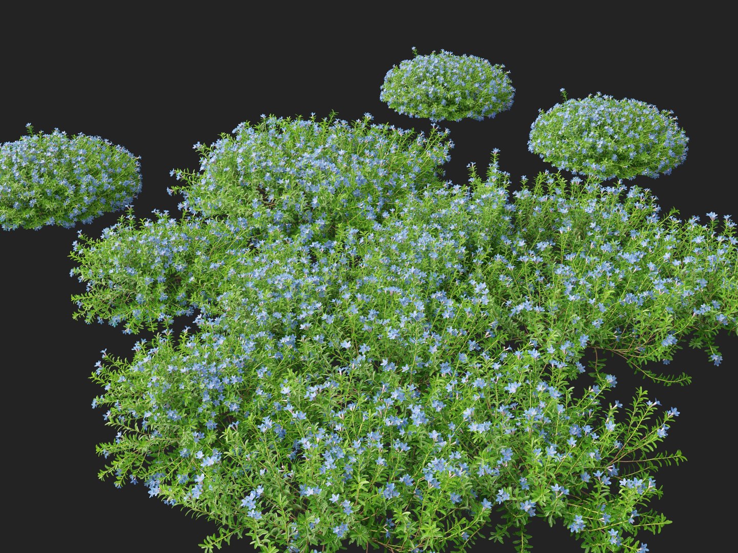 HighpolyLowPoly lithodora diffusa - Gromwell 3D https://p.turbosquid.com/ts-thumb/nv/P1VTtE/ga/lithodoradiffusa018/jpg/1738763521/1920x1080/fit_q87/a56070561eb4fda25cdbc36ddaa346f7d1dafa3a/lithodoradiffusa018.jpg