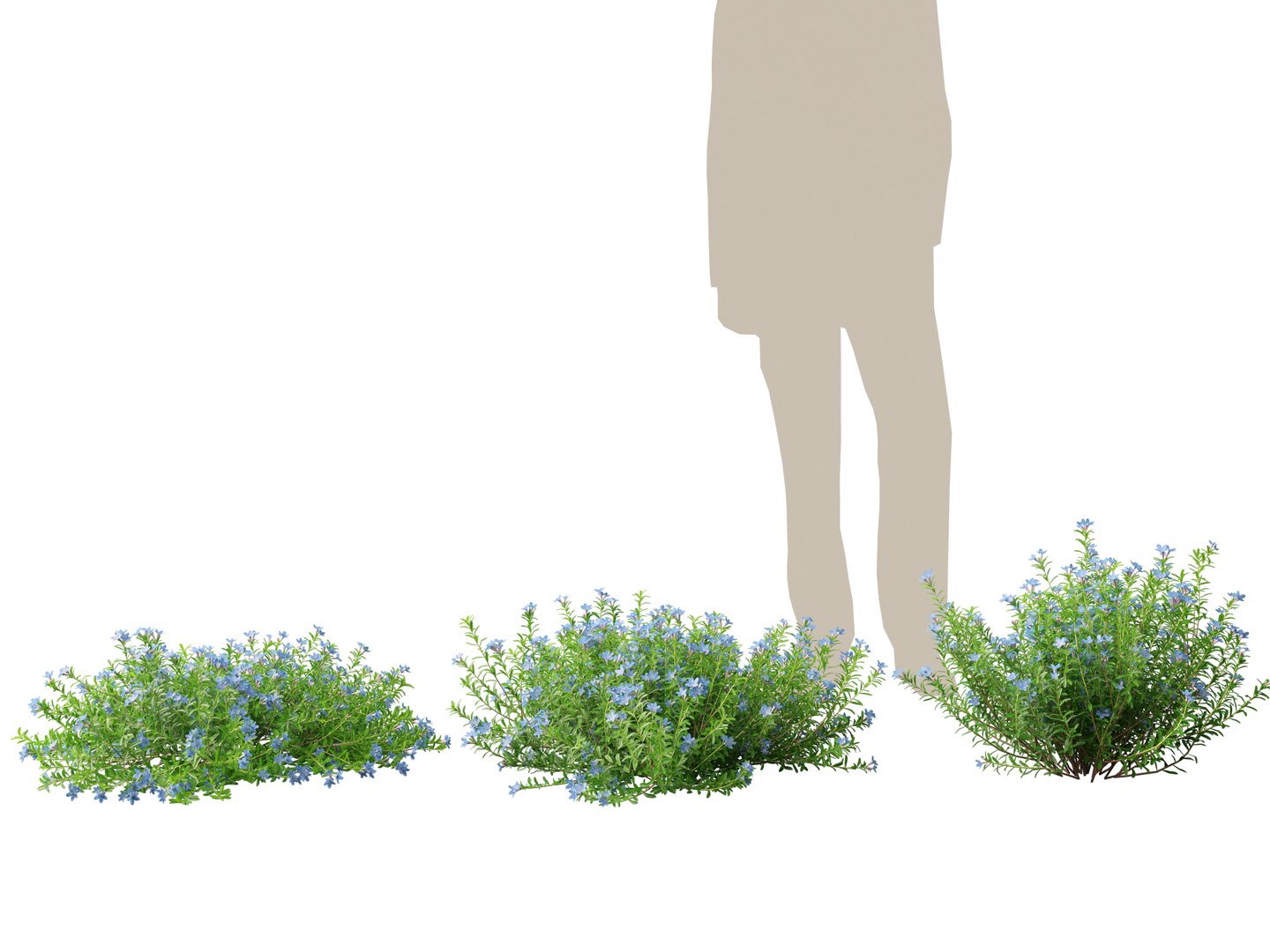 HighpolyLowPoly lithodora diffusa - Gromwell 3D https://p.turbosquid.com/ts-thumb/nv/P1VTtE/qU/lithodoradiffusa013/jpg/1738763514/1920x1080/fit_q87/7d6115d8415903a98581a07564284feb4b09c61c/lithodoradiffusa013.jpg
