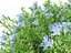 Highpoly LowPoly lithodora diffusa - Gromwell
