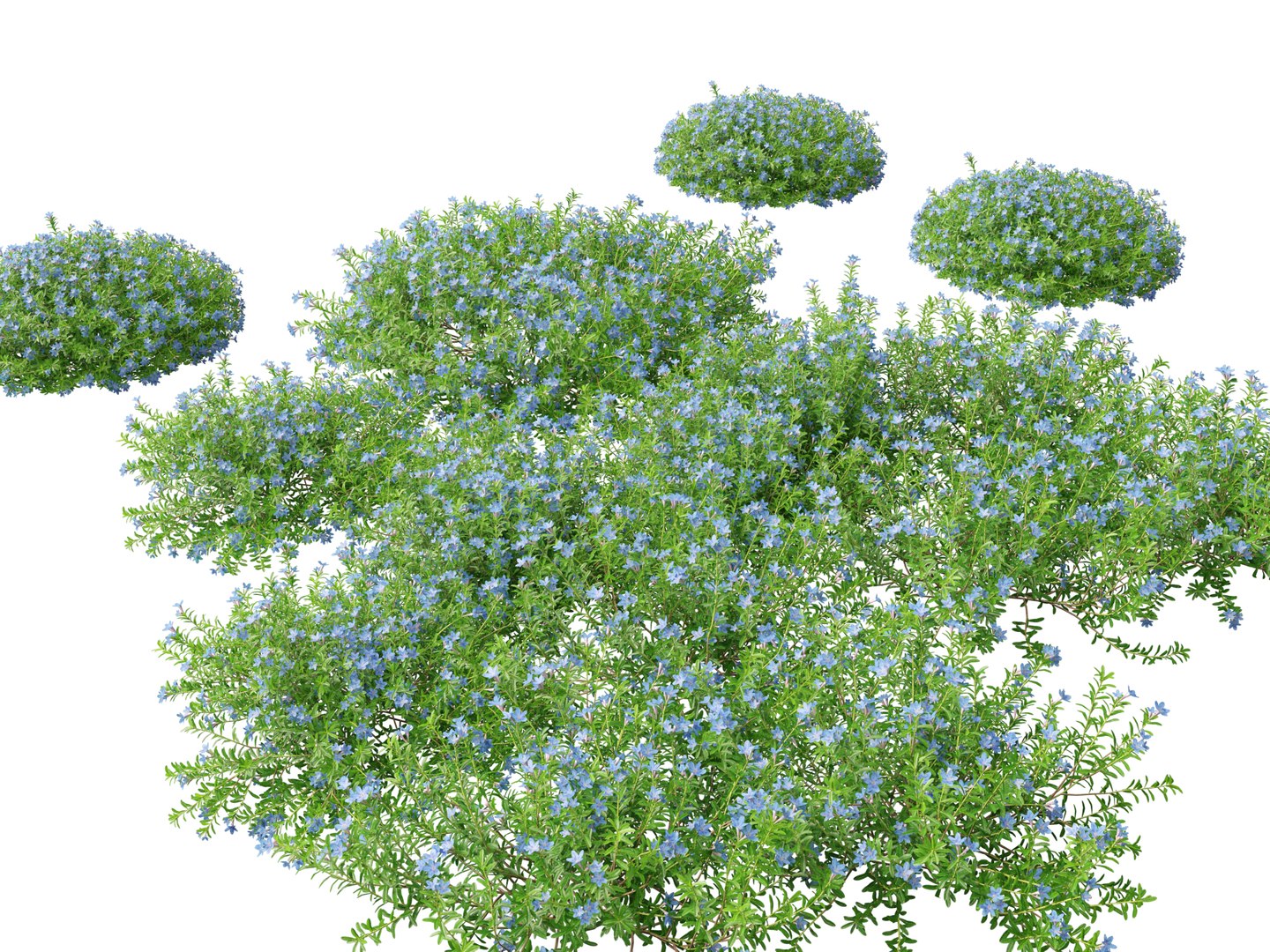 HighpolyLowPoly lithodora diffusa - Gromwell 3D https://p.turbosquid.com/ts-thumb/nv/P1VTtE/vD/lithodoradiffusa017/jpg/1738763519/1920x1080/fit_q87/9315dbe572f751eaa768639227c236f25515384c/lithodoradiffusa017.jpg