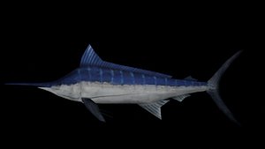 low poly blue marlin 3D