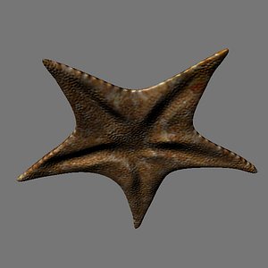 3D sea stars pentagrams creatures