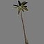 Palm 3 tropical