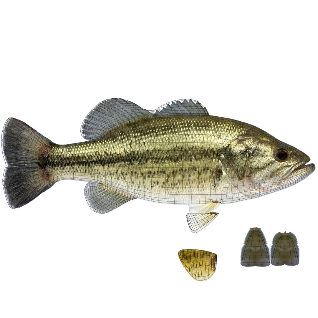 Largemouth Bass 3d Model