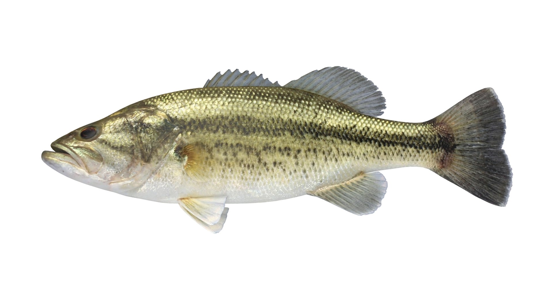 Largemouth Bass 3d Model