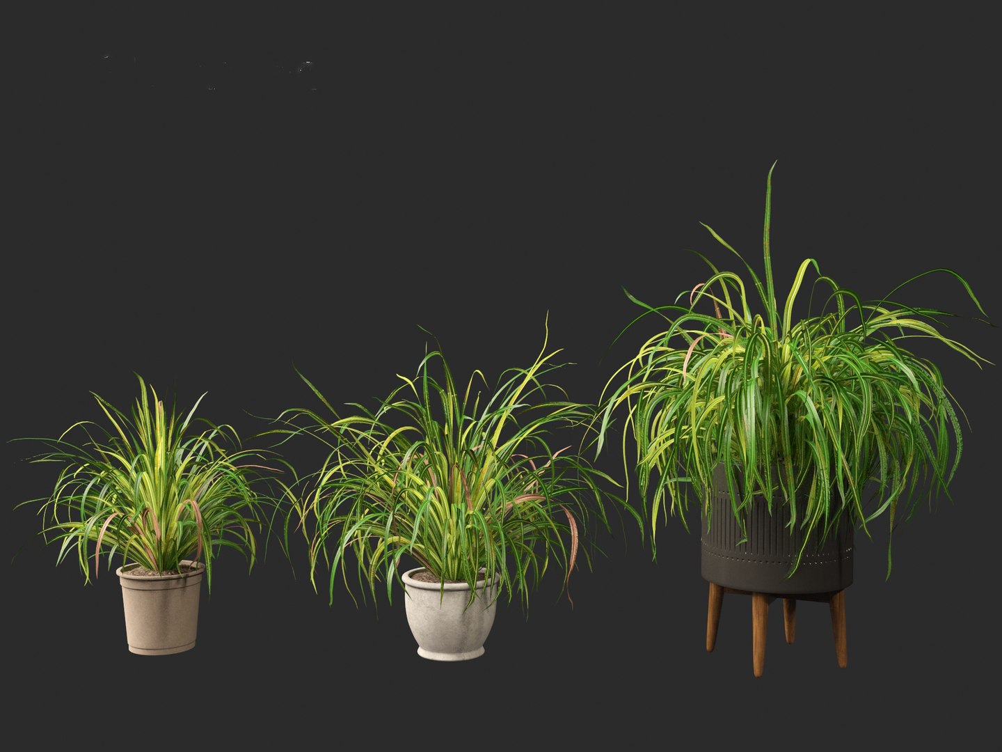 Cymbopogon citratus - Lemongrass 02 3D model https://p.turbosquid.com/ts-thumb/nv/f9756L/H7/cymbopogoncitratus024/jpg/1692504147/1920x1080/fit_q87/403a58d4b72d0e1c8378e8f3ae40d6f8388159cf/cymbopogoncitratus024.jpg