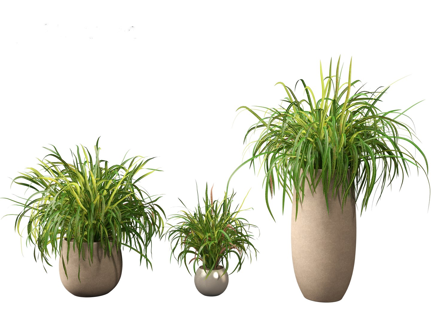 Cymbopogon citratus - Lemongrass 02 3D model https://p.turbosquid.com/ts-thumb/nv/f9756L/Ip/cymbopogoncitratus025/jpg/1692504151/1920x1080/fit_q87/dfd0c4e7f31a23410c2c757be0a1cf1c96f12f55/cymbopogoncitratus025.jpg