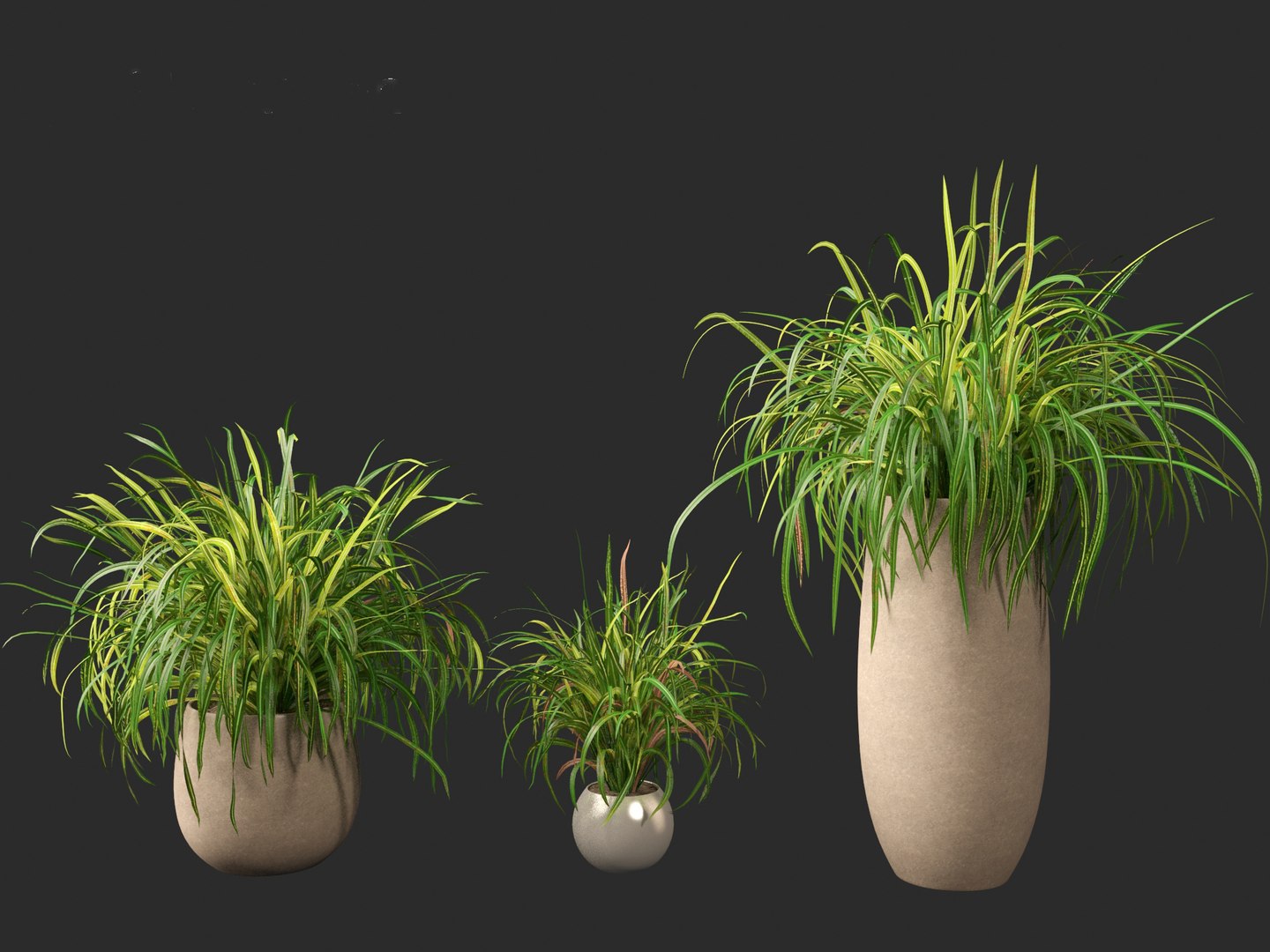 Cymbopogon citratus - Lemongrass 02 3D model https://p.turbosquid.com/ts-thumb/nv/f9756L/L3/cymbopogoncitratus026/jpg/1692504154/1920x1080/fit_q87/3405f770a2c82481567e947dd562d33382e1eaf9/cymbopogoncitratus026.jpg