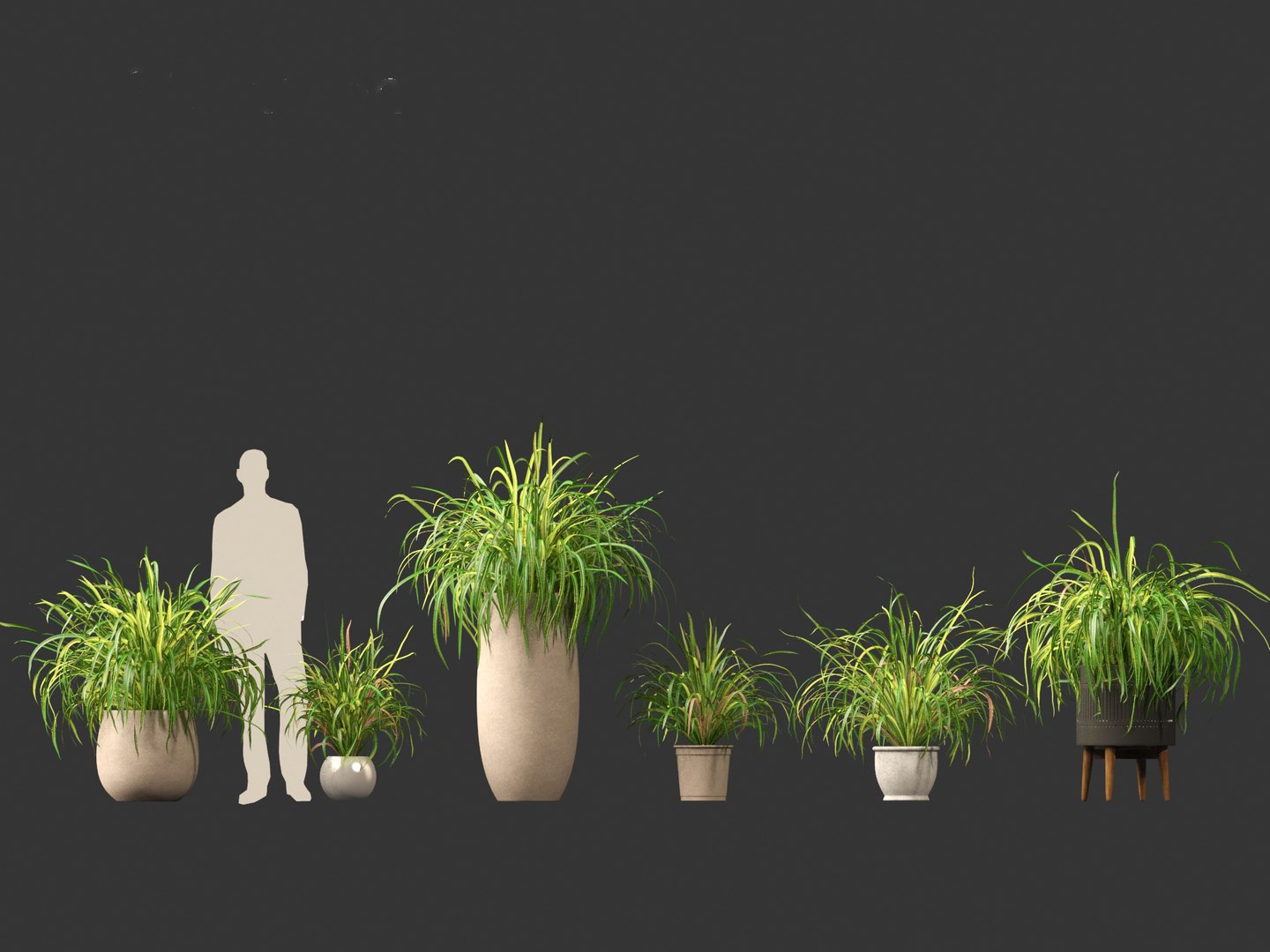 Cymbopogon citratus - Lemongrass 02 3D model https://p.turbosquid.com/ts-thumb/nv/f9756L/TJ/cymbopogoncitratus022/jpg/1692504144/1920x1080/fit_q87/11602c59ead16d6aac9a6bacfe2715f5ff59aeda/cymbopogoncitratus022.jpg