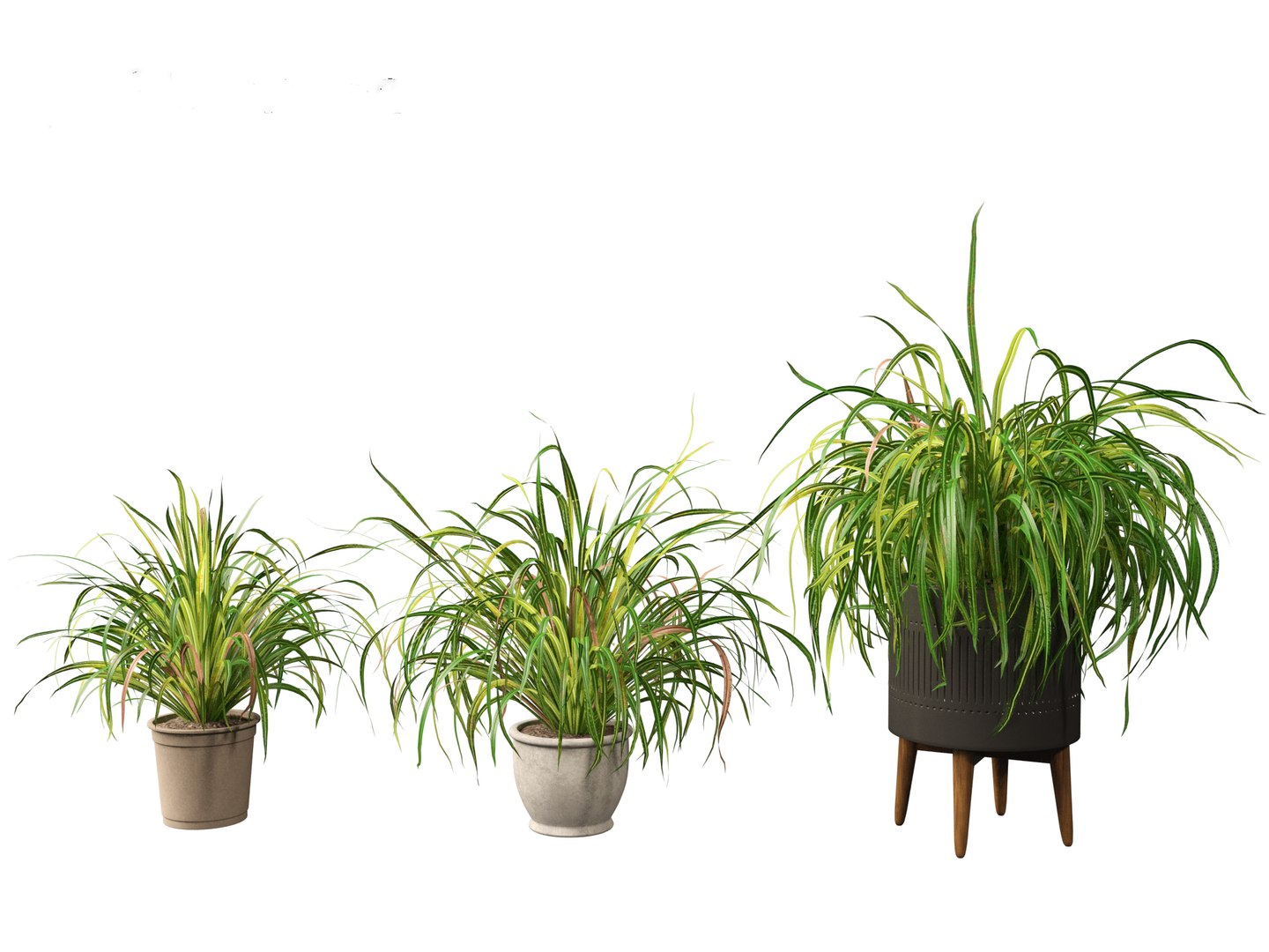 Cymbopogon citratus - Lemongrass 02 3D model https://p.turbosquid.com/ts-thumb/nv/f9756L/hz/cymbopogoncitratus023/jpg/1692504145/1920x1080/fit_q87/698b5dd24d06f1b912cdd0e1862c8268054e2c41/cymbopogoncitratus023.jpg