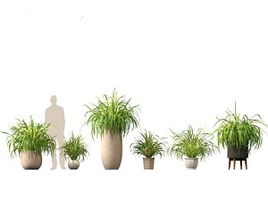 Cymbopogon citratus - Lemongrass 02 3D model