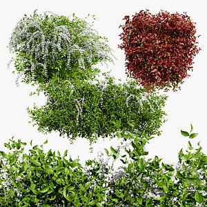 Flowering and Fall Virginia Sweetspire Bushes model