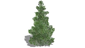 Chamaecyparis 3D model